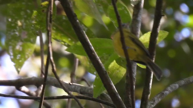 ミナミヒゲハエトリ - ML621857551