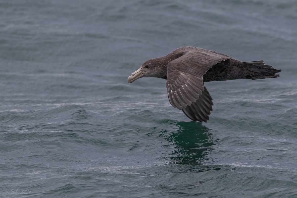 Southern Giant-Petrel - Sebastián Saiter Villagrán