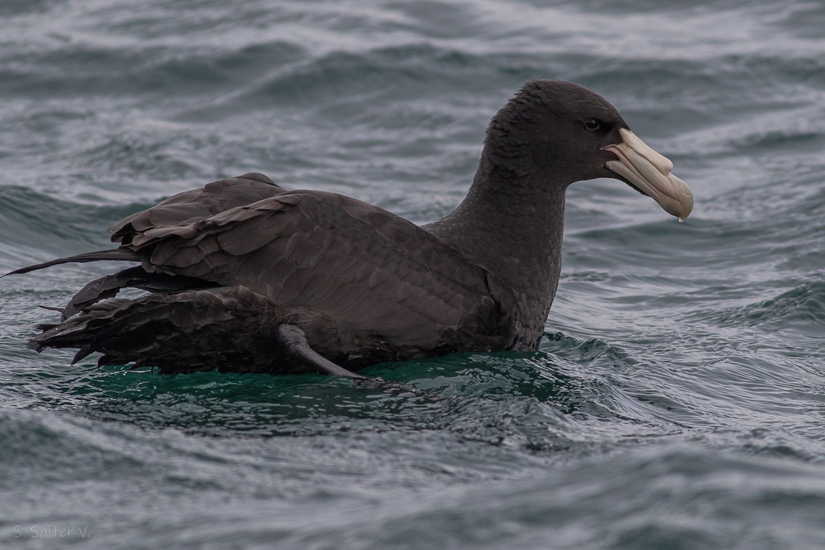 Southern Giant-Petrel - ML621857553