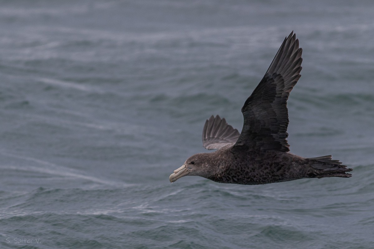 Southern Giant-Petrel - ML621857554