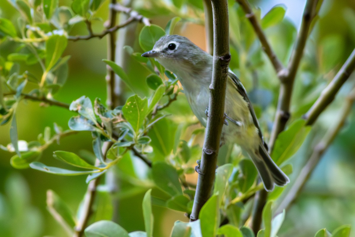 Cassin's Vireo - ML621857573