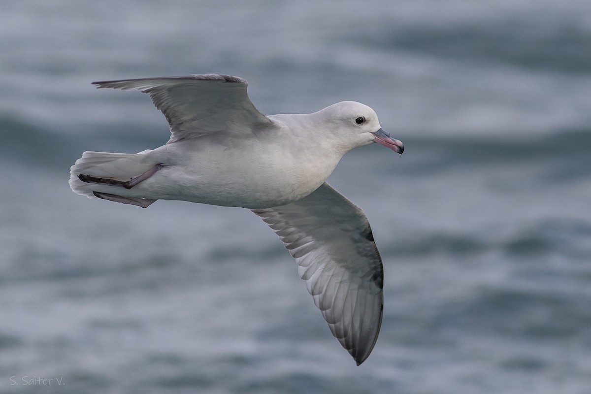 Southern Fulmar - ML621857574