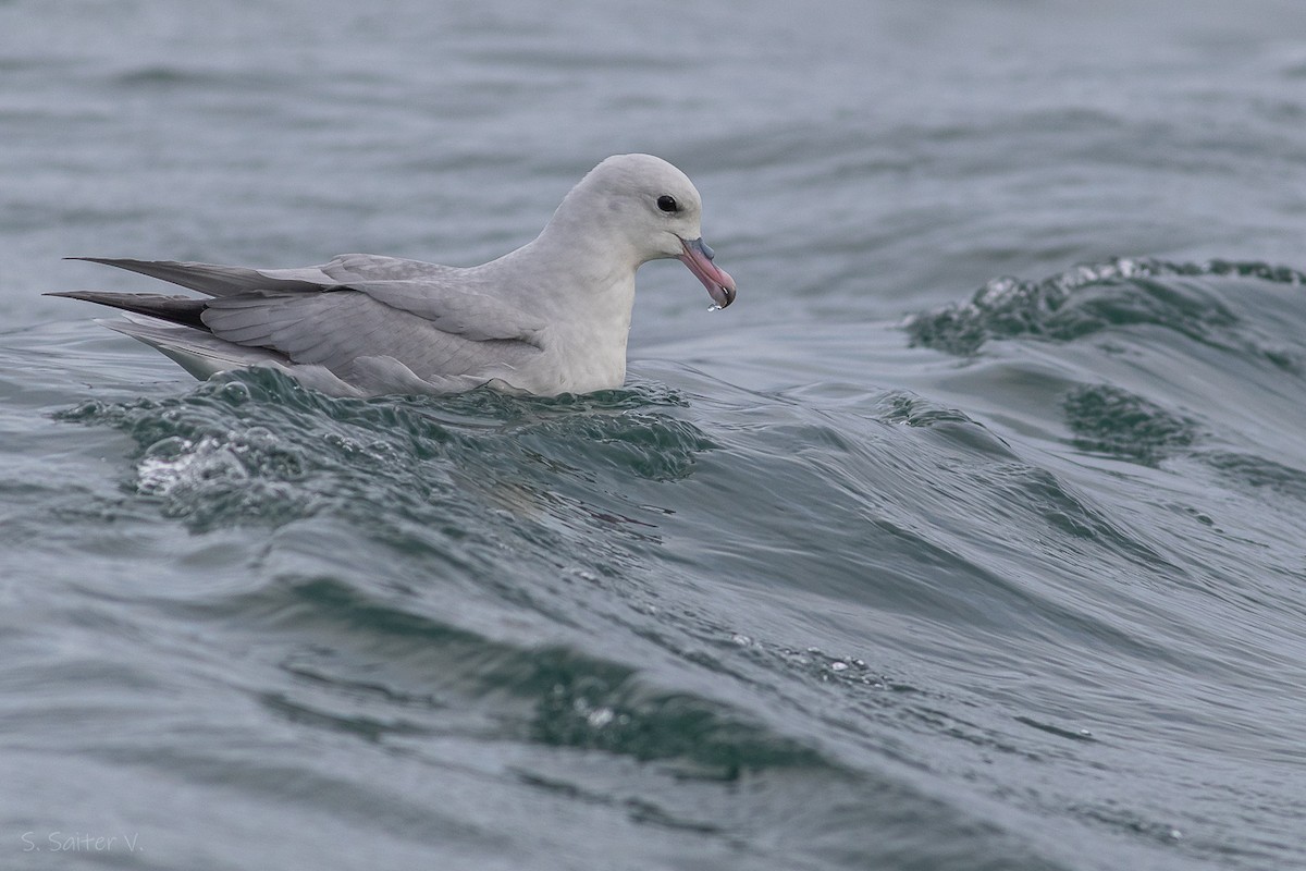 Fulmar argenté - ML621857575