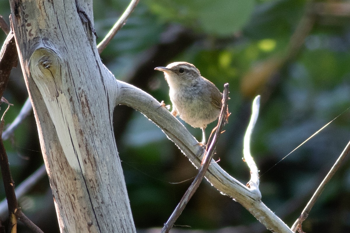 Bewick's Wren - Rob Fowler