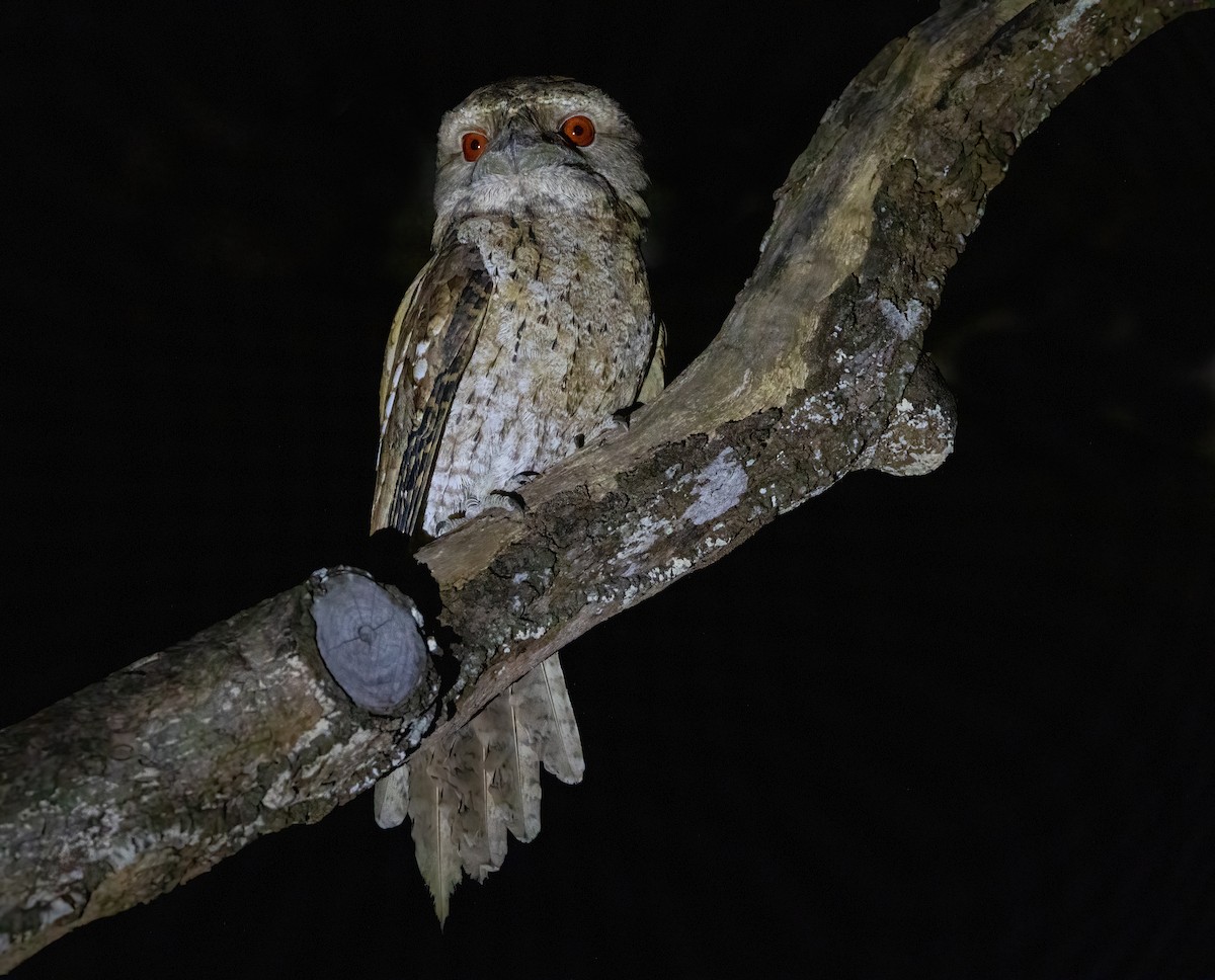 Papuan Frogmouth - ML621857775