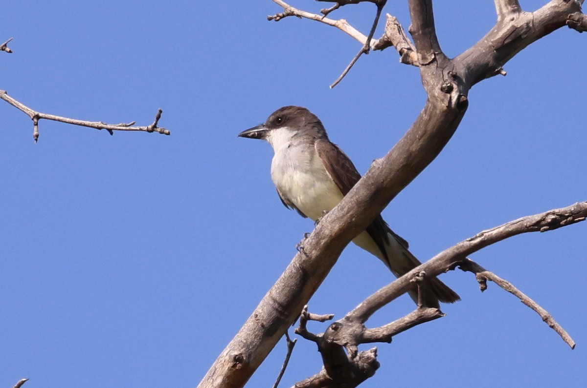 Dickschnabel-Königstyrann - ML621857813