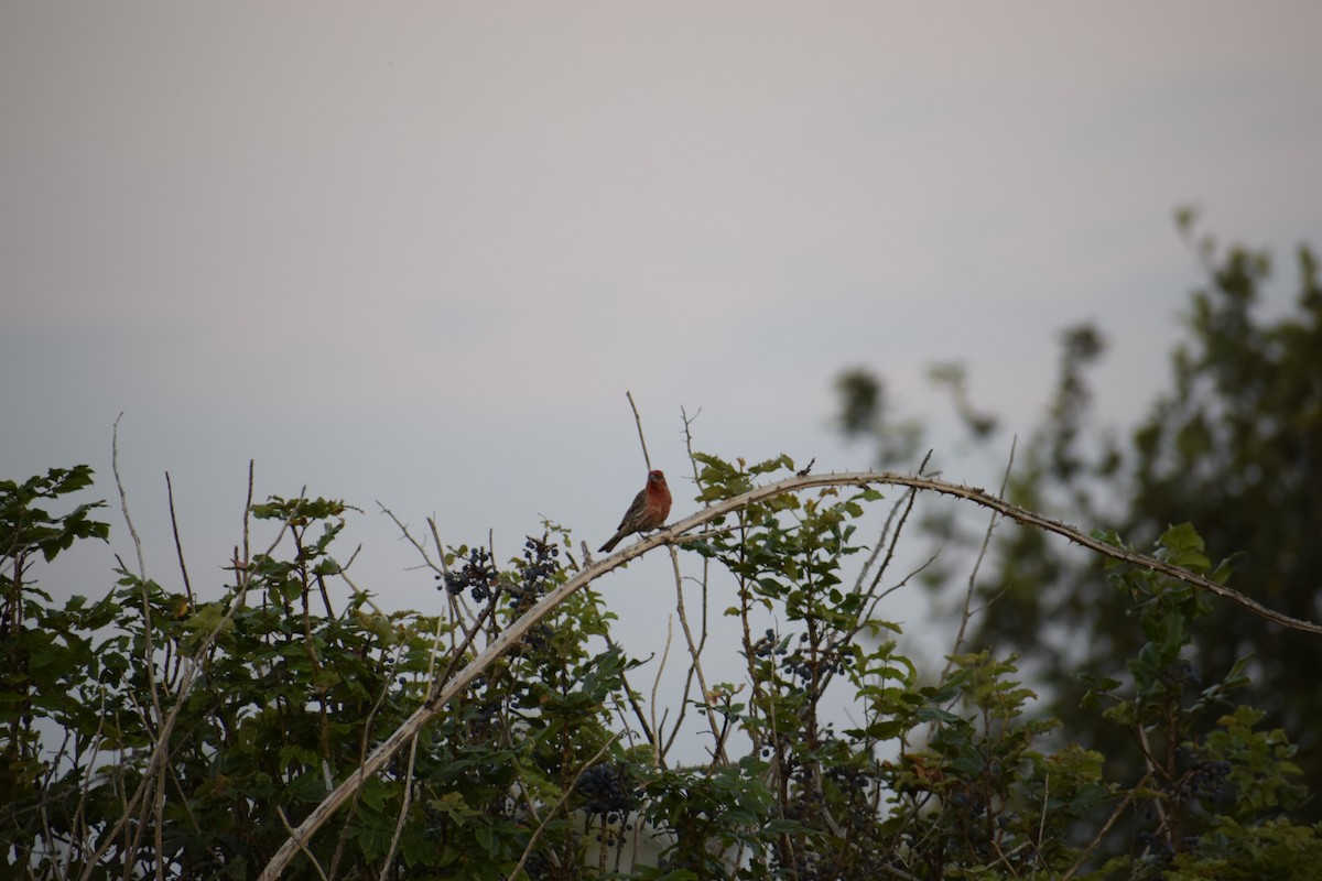 House Finch - ML621857817