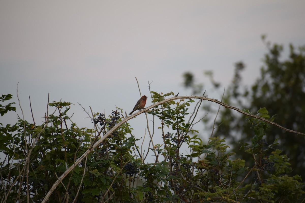 House Finch - ML621857818