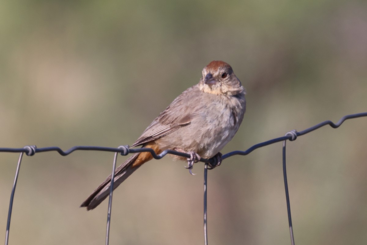 Canyon Towhee - ML621857819