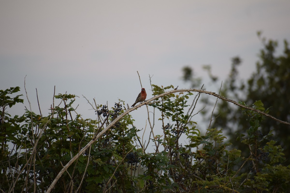 House Finch - ML621857820