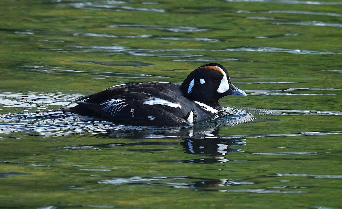 Harlequin Duck - ML621857822