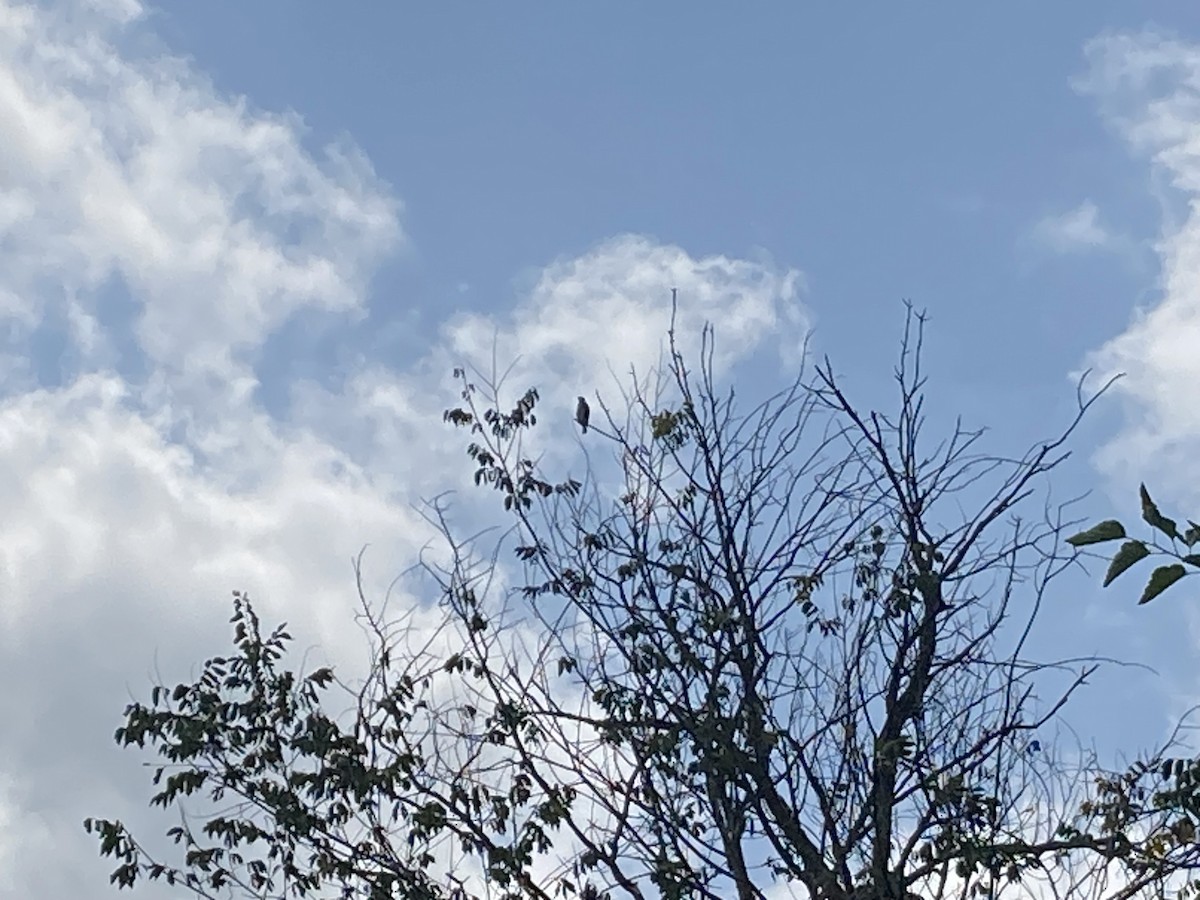 Geniş Kanatlı Şahin - ML621857841