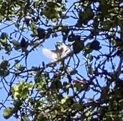 Blue-gray Gnatcatcher - ML621857871