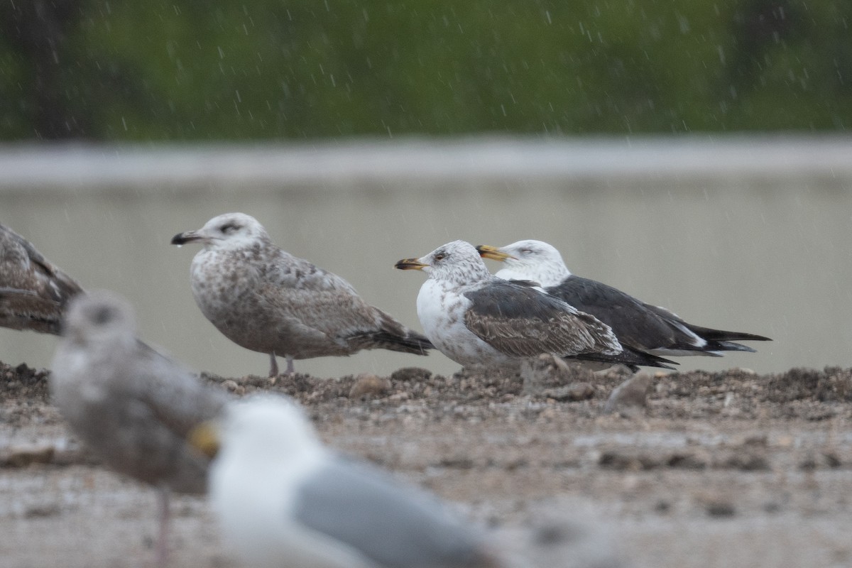 Gaviota Sombría - ML621857904