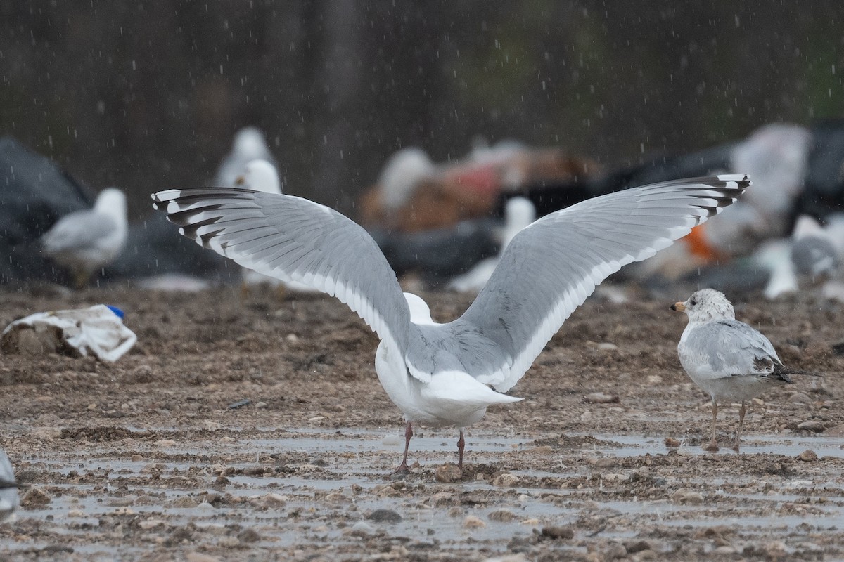 Iceland Gull (Thayer's) - ML621857910