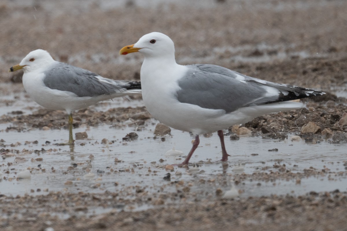 Iceland Gull (Thayer's) - ML621857912