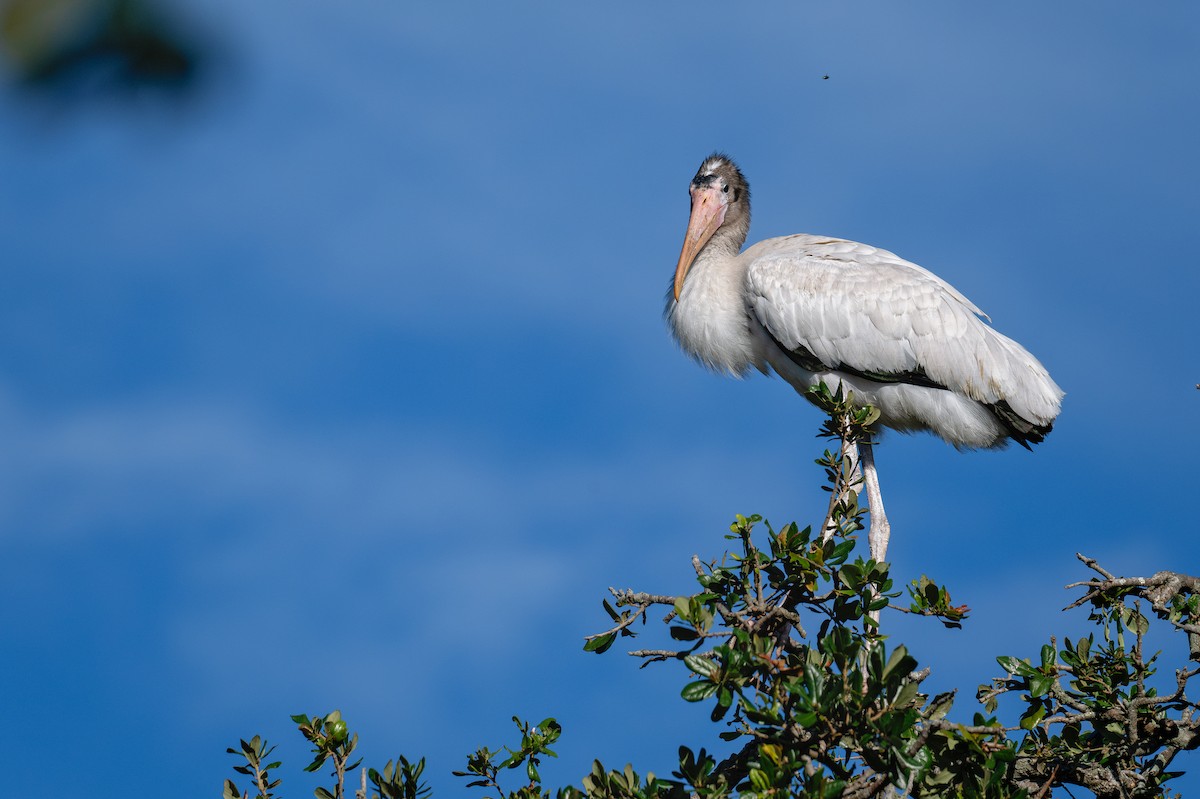 Wood Stork - ML621857926