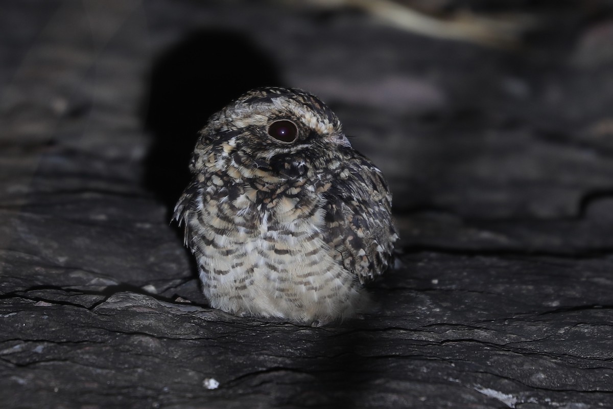 Swamp Nightjar - ML621857927