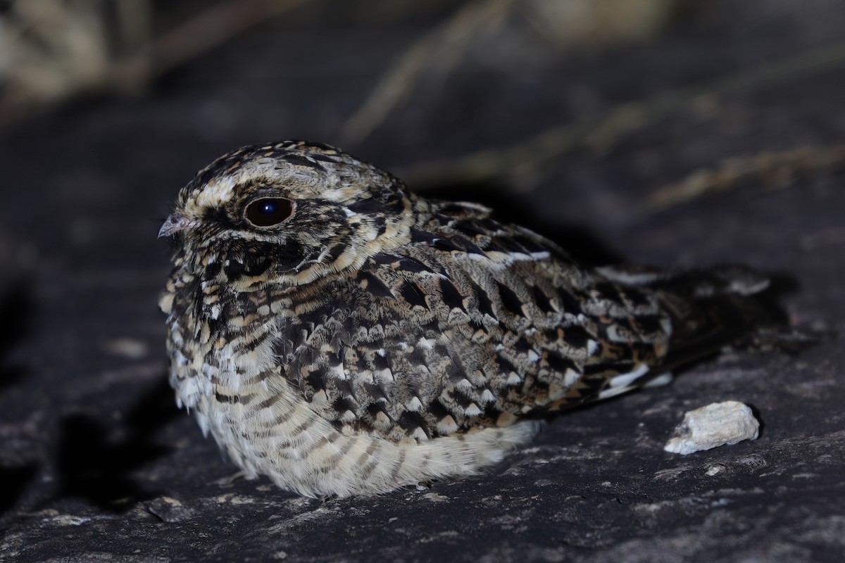 Swamp Nightjar - ML621857928