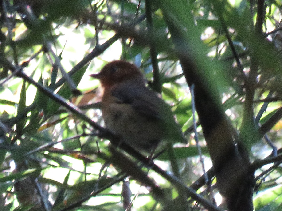 Rusty-breasted Antpitta - ML621857953