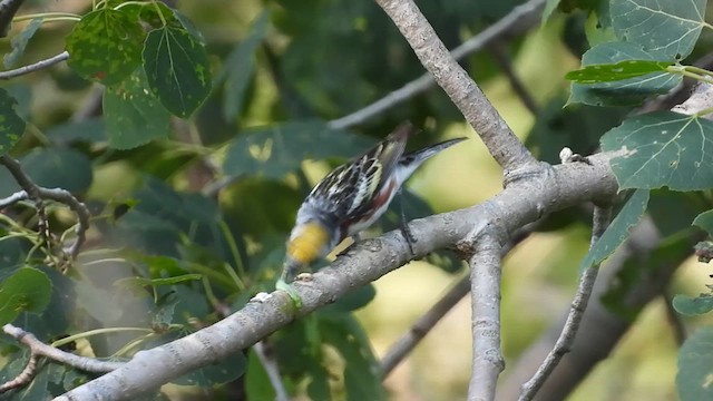 Chestnut-sided Warbler - ML621857958