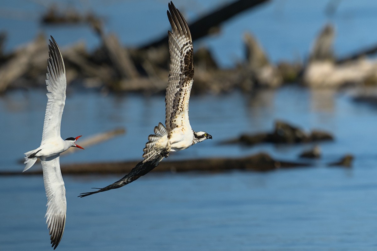 Osprey - Bartholomew Birdee