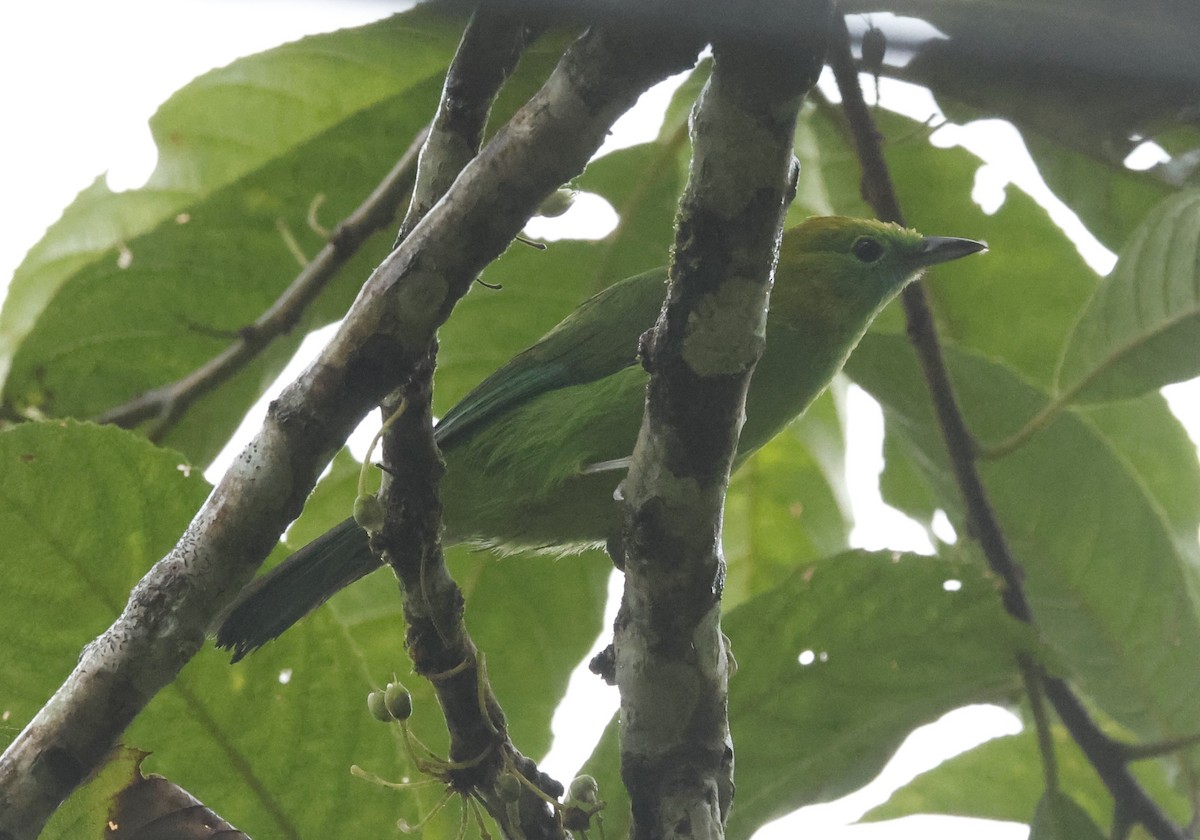 Blue-winged Leafbird - ML621858012