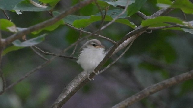 Kızıl Gözlü Vireo - ML621858029