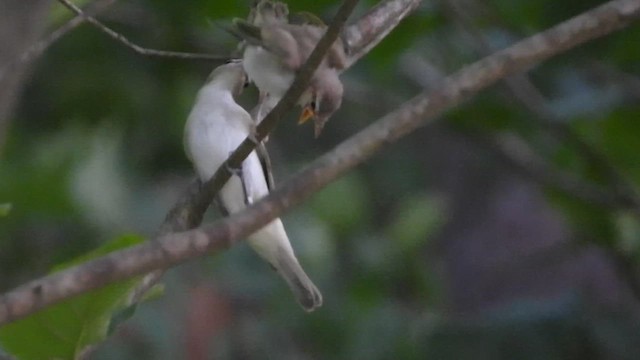 Vireo occhirossi - ML621858032