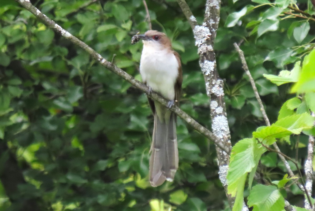 Black-billed Cuckoo - ML621858046