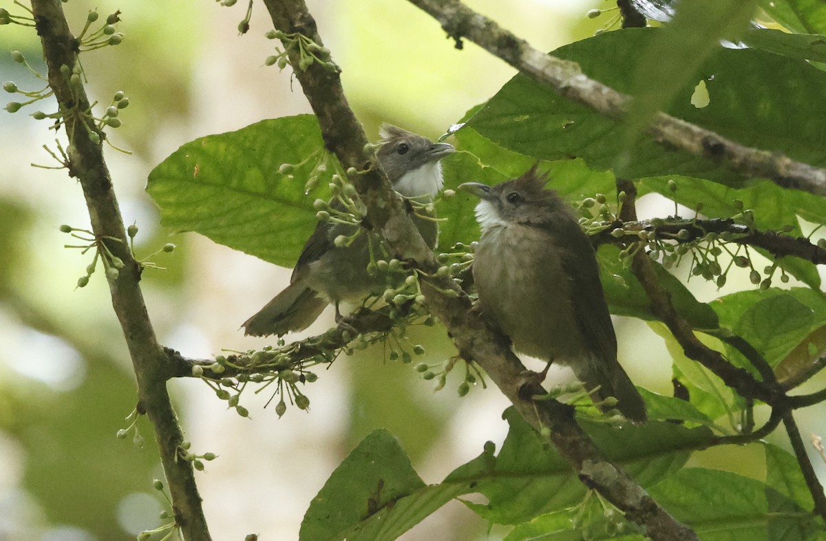 Ochraceous Bulbul - ML621858058