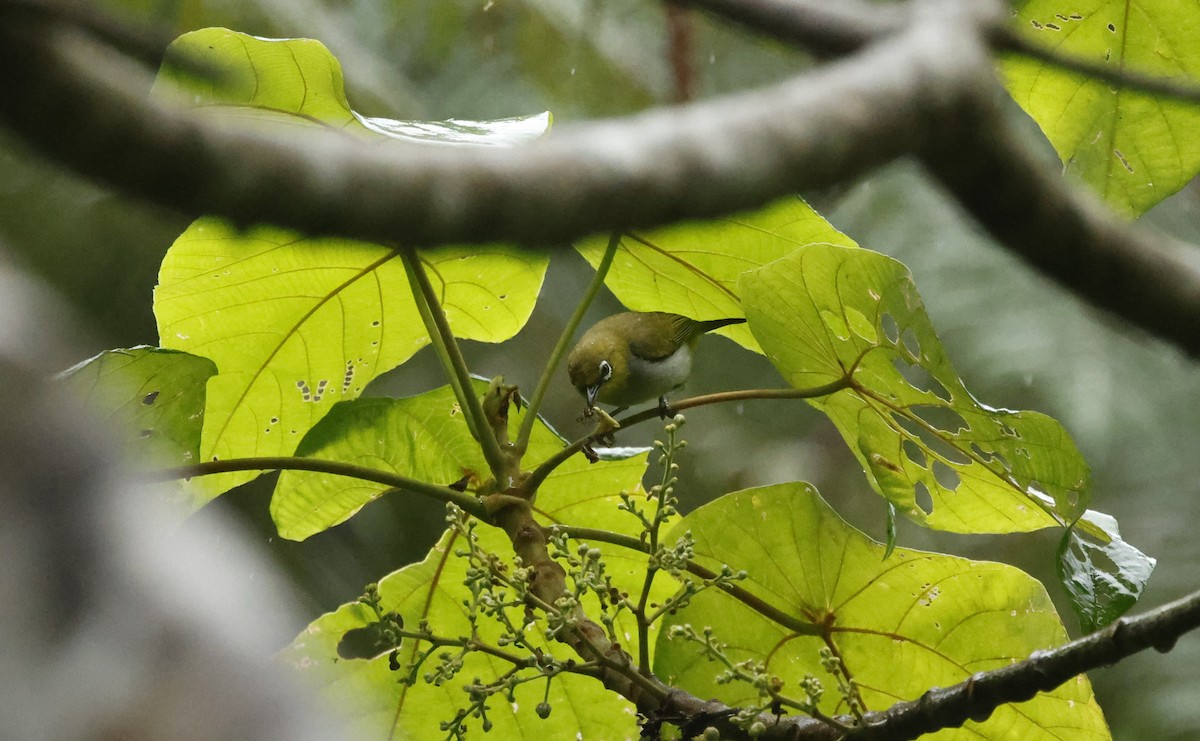 Hume's White-eye - ML621858078