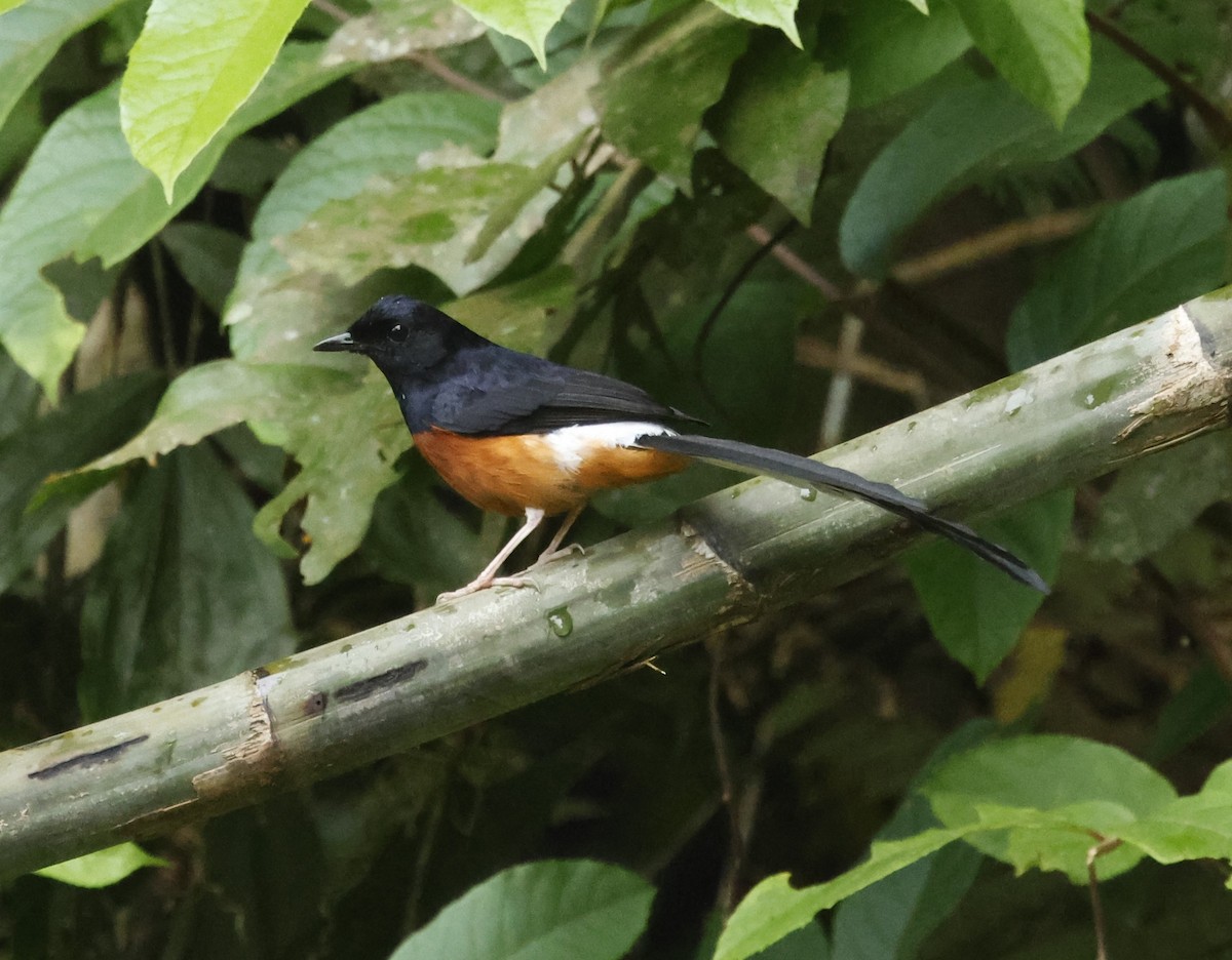 White-rumped Shama - ML621858095