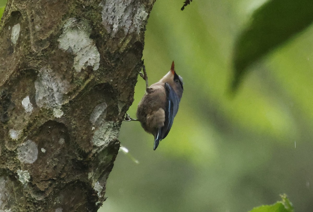 Velvet-fronted Nuthatch - ML621858109