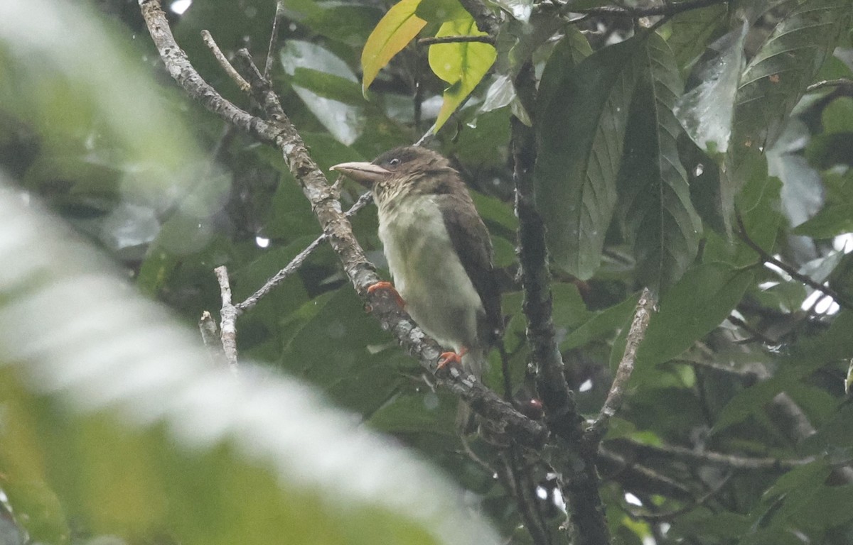 Sooty Barbet - ML621858119