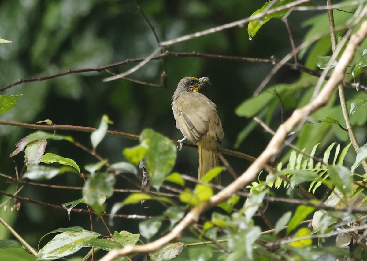 Stripe-throated Bulbul - ML621858126