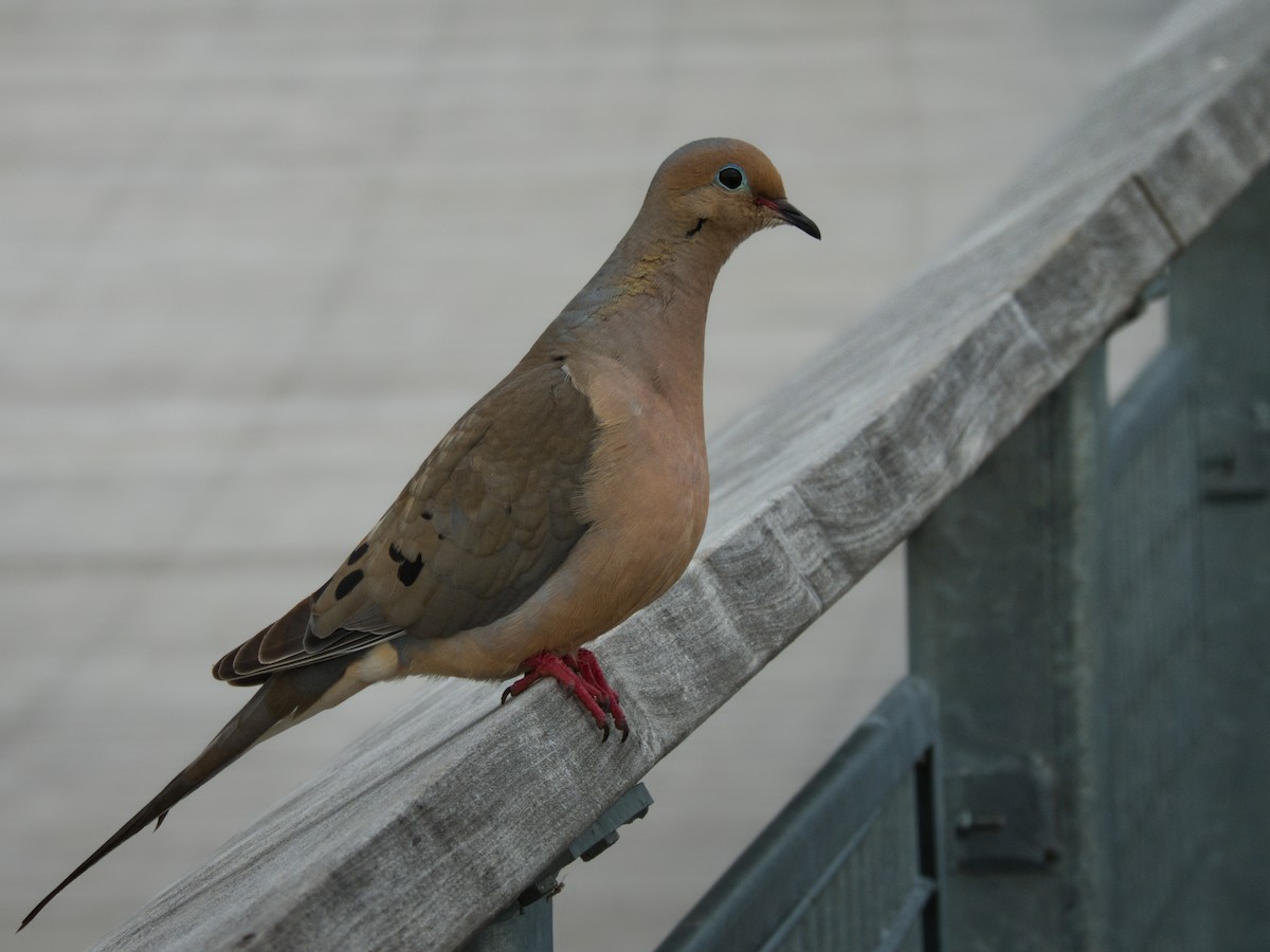 Mourning Dove - ML621858127