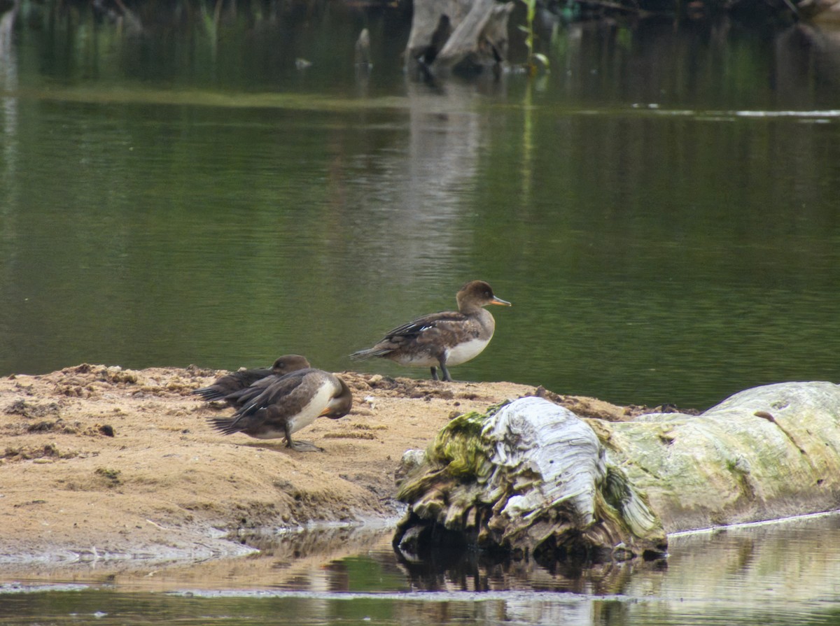 Hooded Merganser - ML621858134