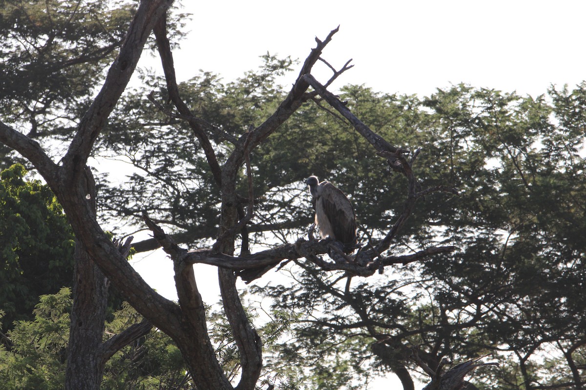 White-backed Vulture - ML621858138