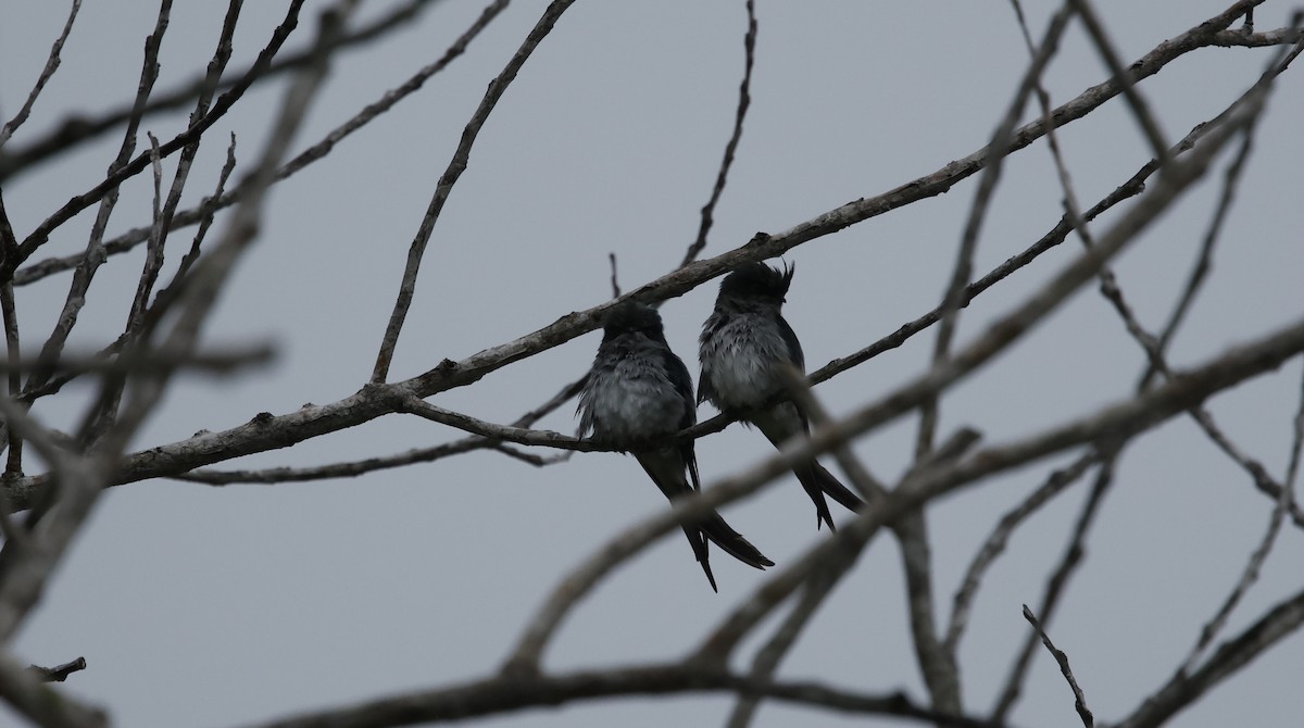 Gray-rumped Treeswift - ML621858139