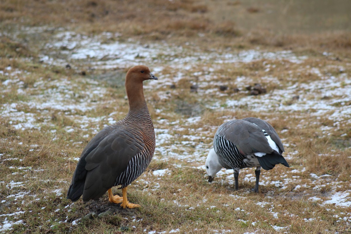 Upland Goose - ML621858140