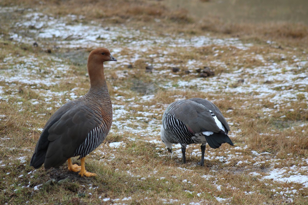 Upland Goose - ML621858141