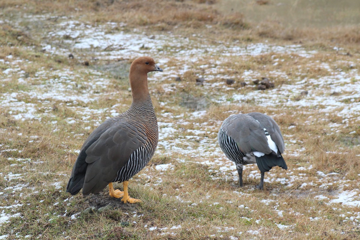 Upland Goose - ML621858142