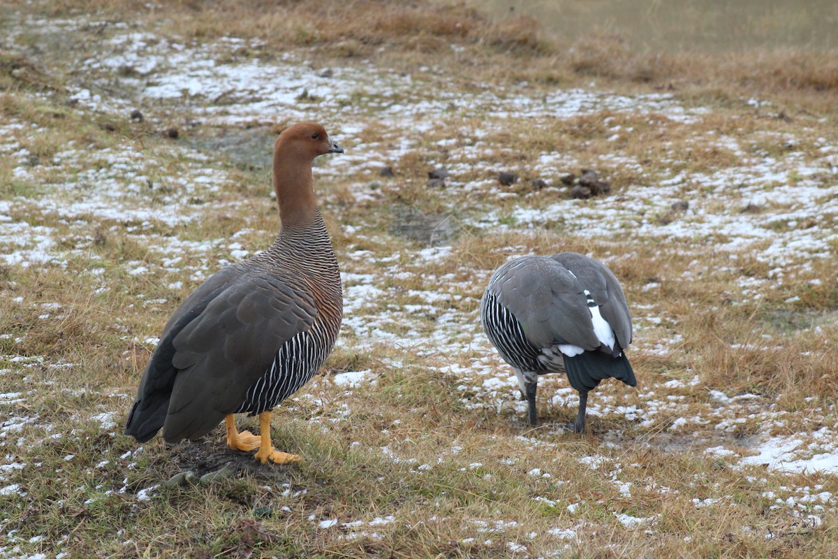 Upland Goose - ML621858143