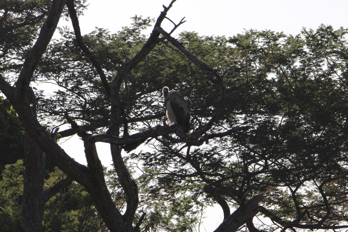 White-backed Vulture - ML621858156