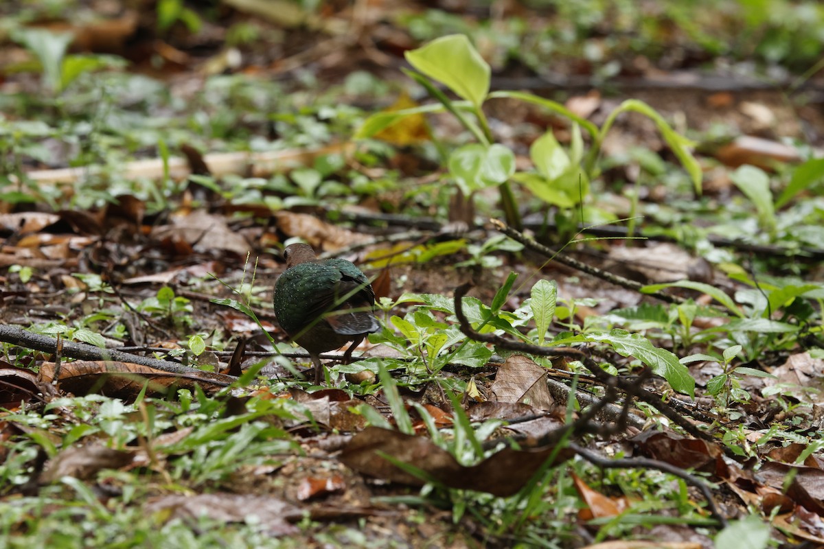 Asian Emerald Dove - ML621858166