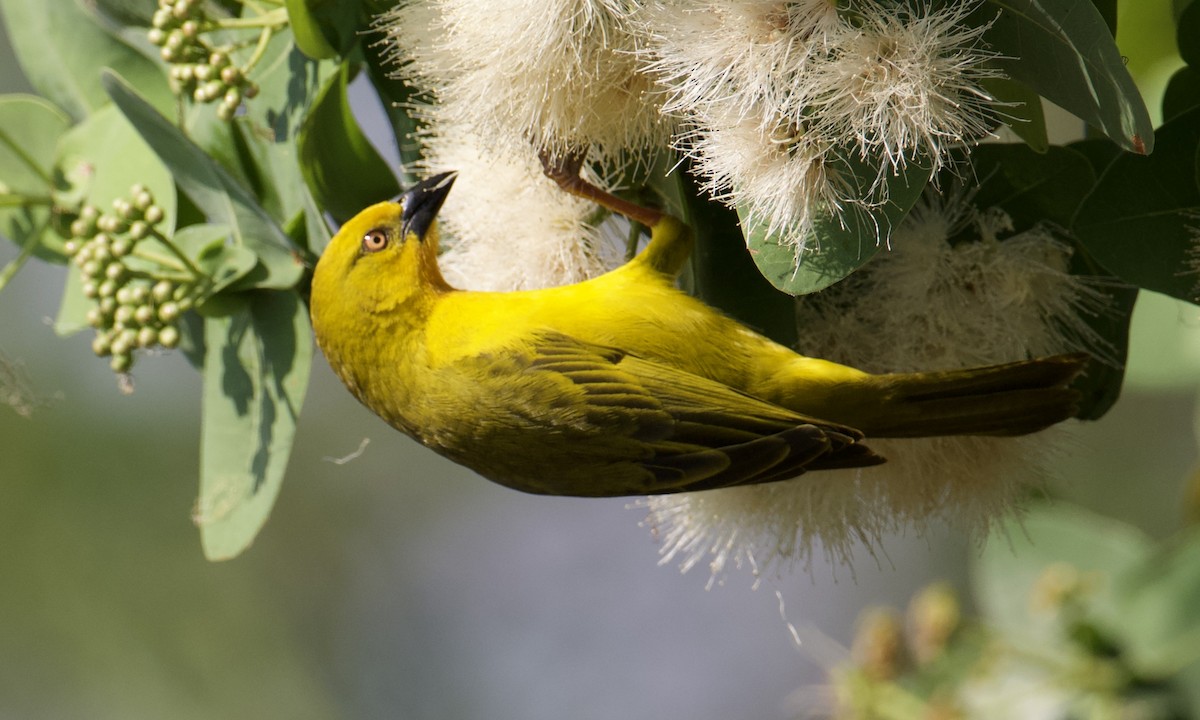 Holub's Golden-Weaver - ML621858171