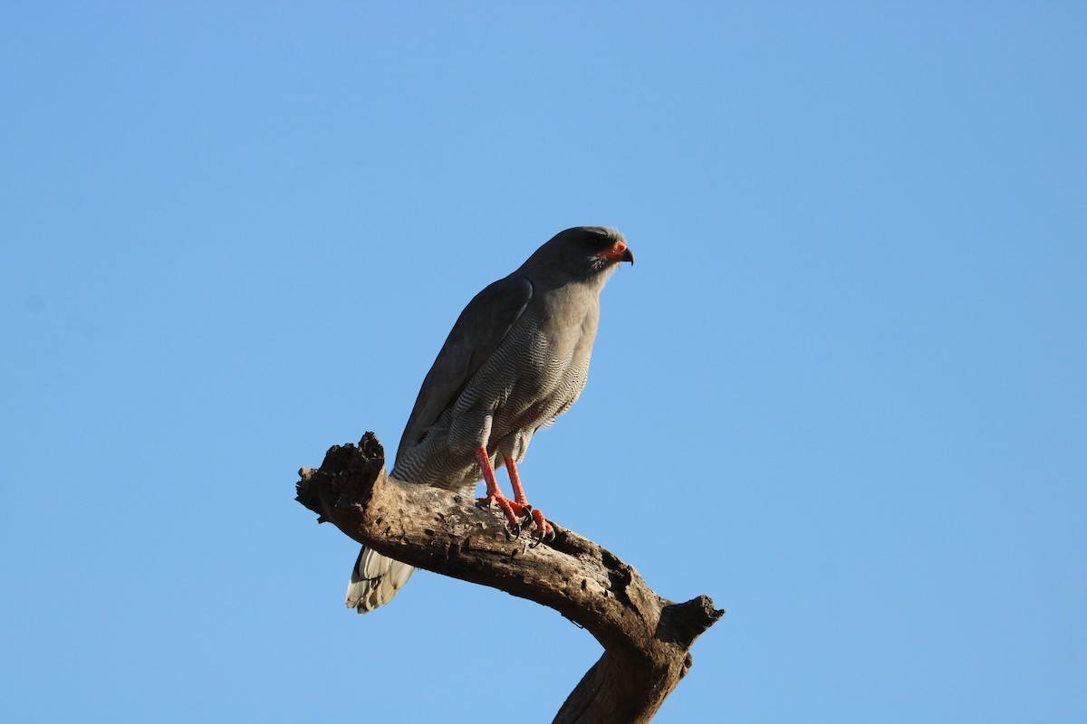 Eastern Chanting-Goshawk - ML621858177