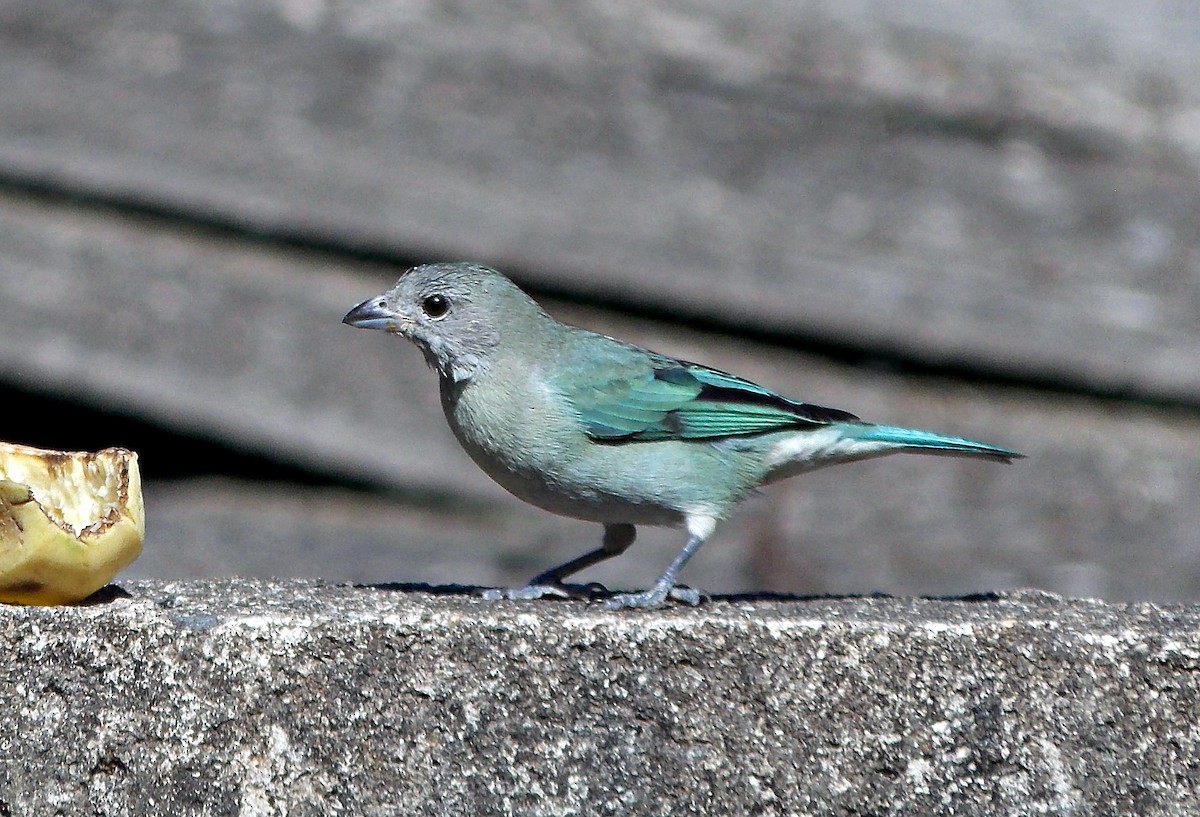 Sayaca Tanager - ML621858236