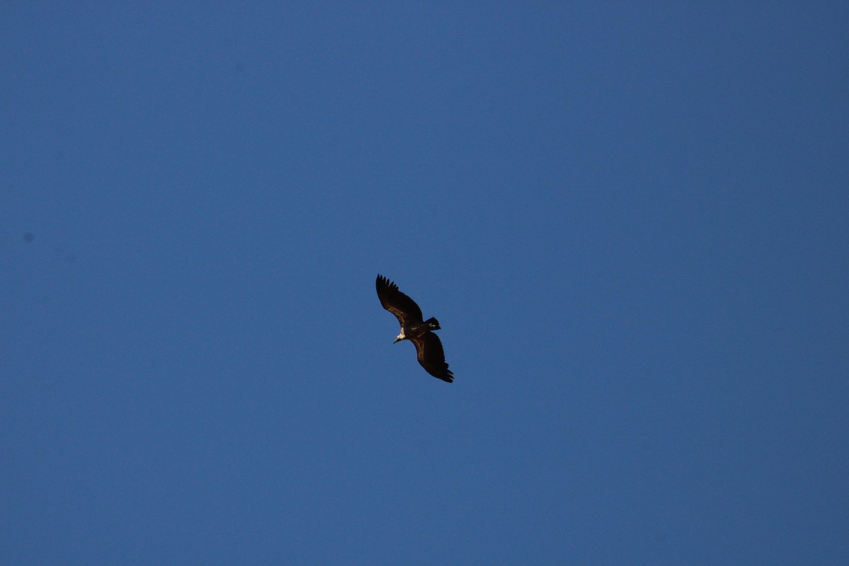 White-backed Vulture - ML621858243